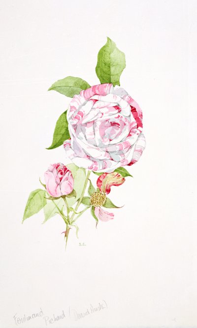 Rosa Ferdinand Pichard od Sarah Creswell